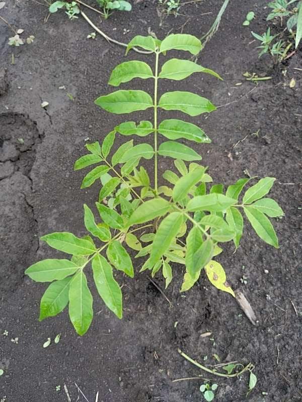 tree image
