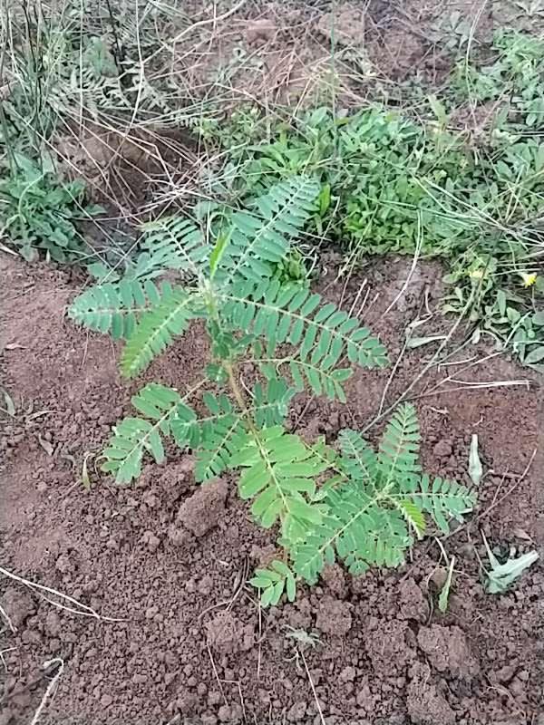 tree image