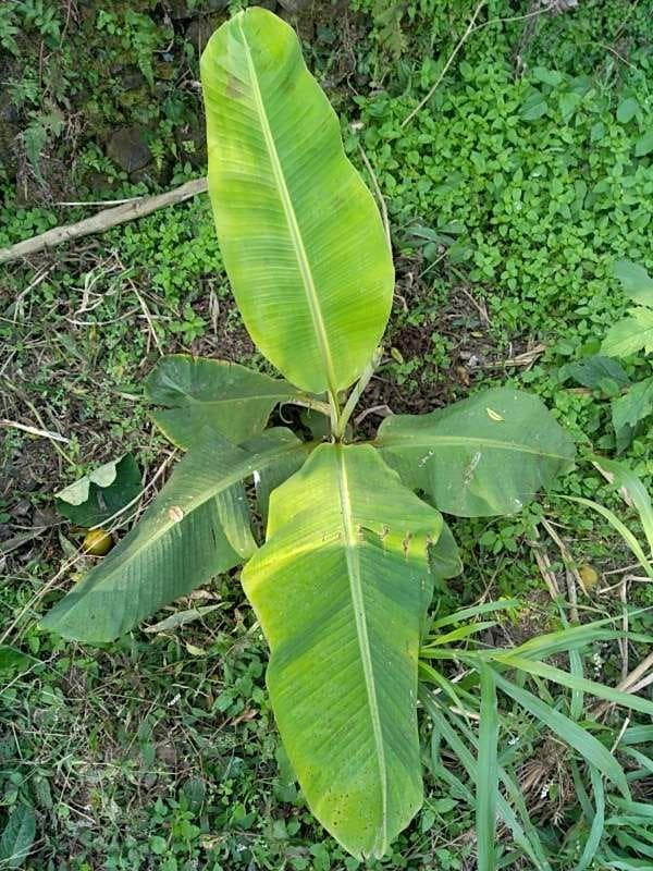 tree image