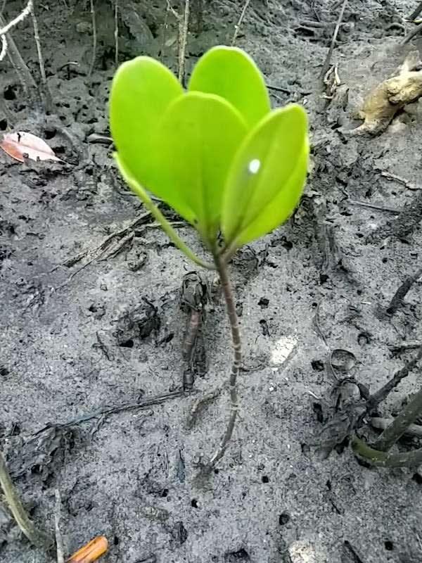 tree image