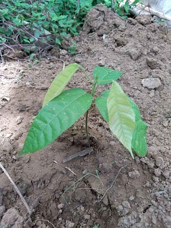 tree image