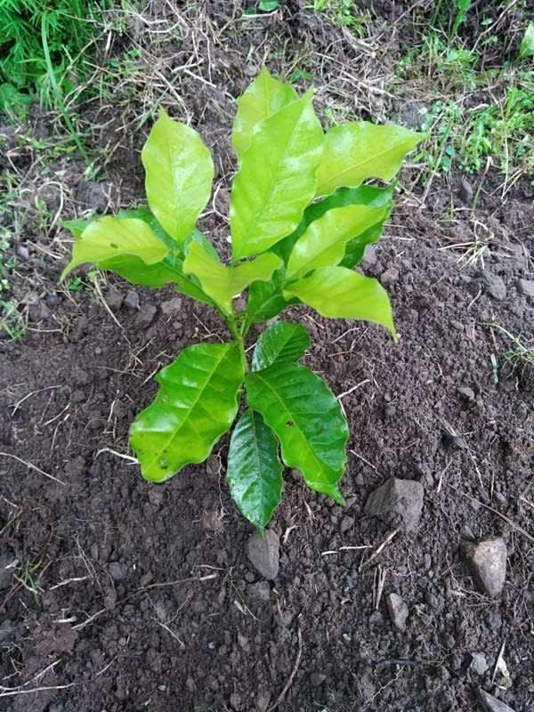 tree image