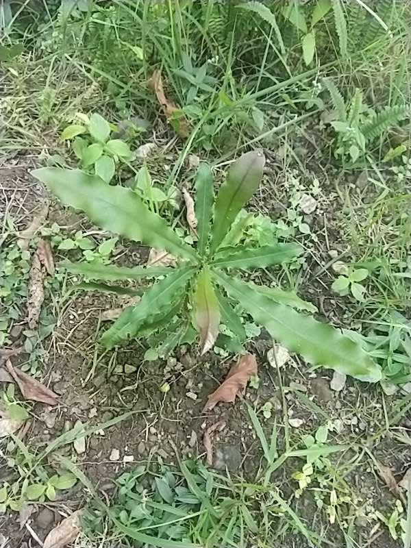tree image
