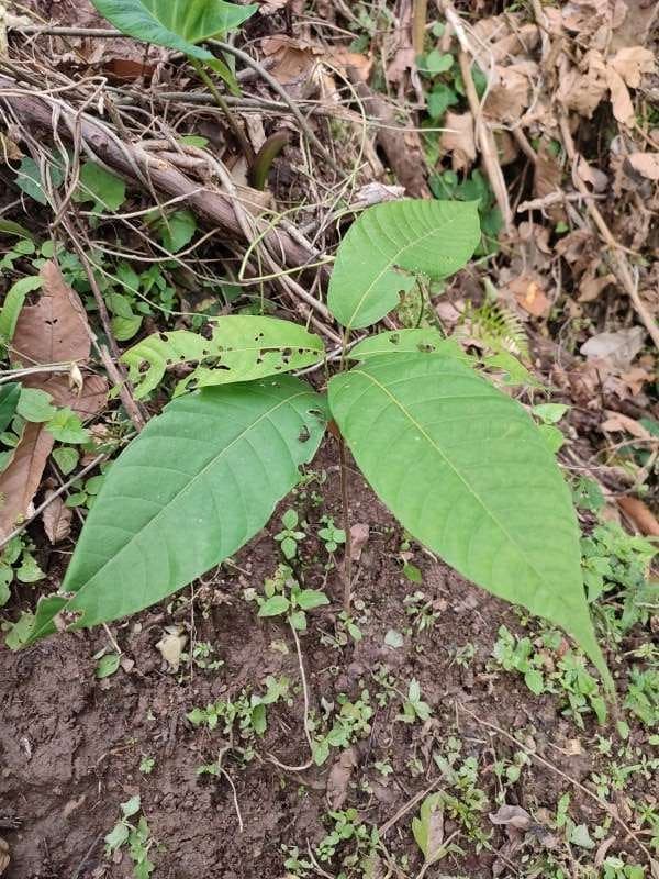 tree image