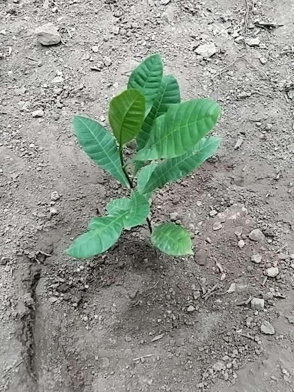 tree image