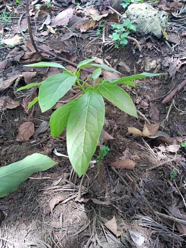 tree image