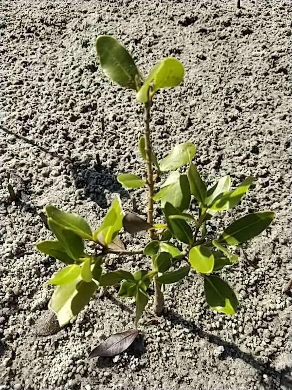 tree image