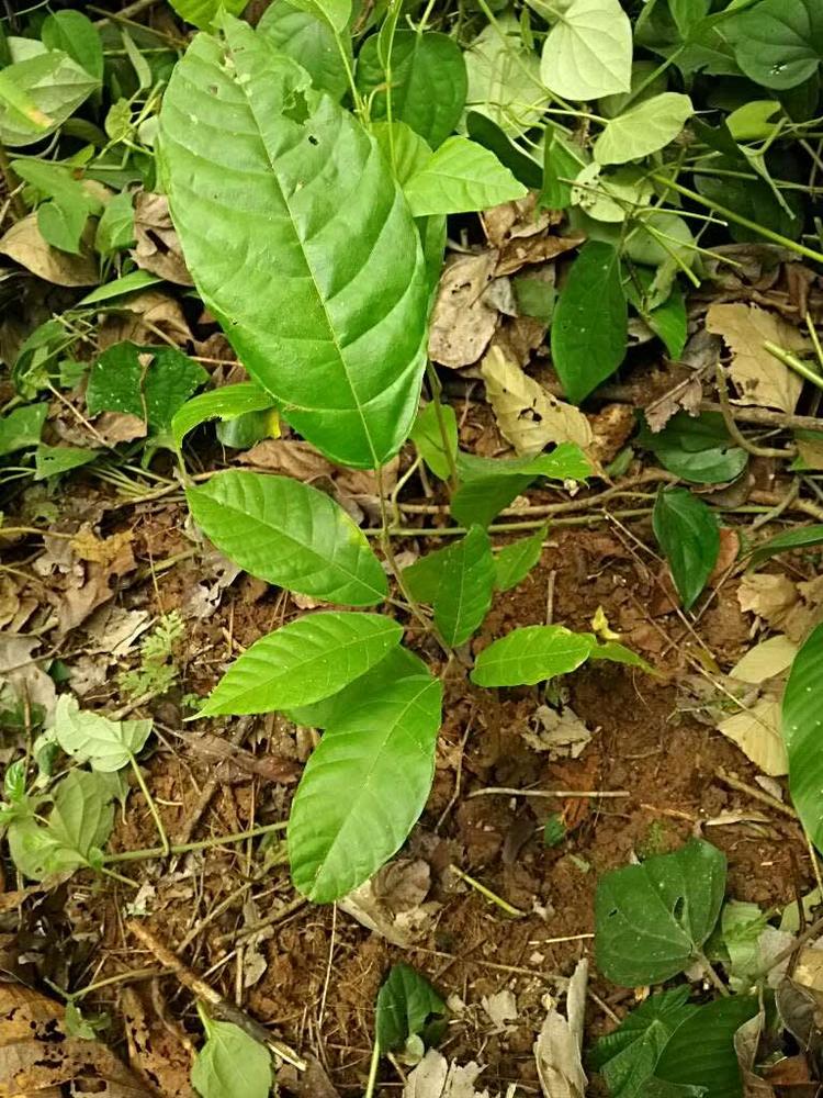 tree image