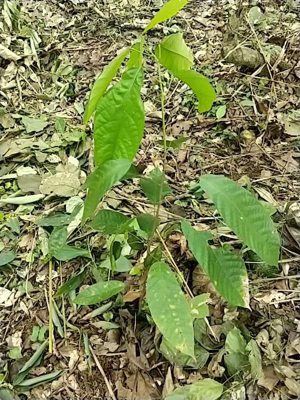 tree image