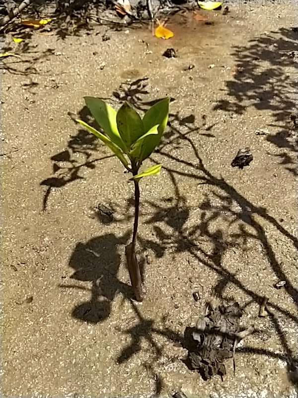 tree image