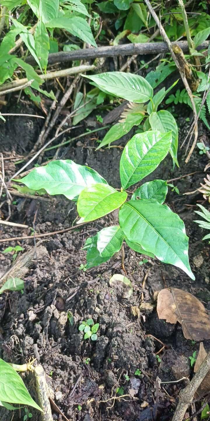 tree image