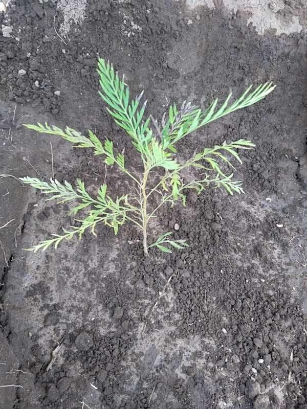 tree image
