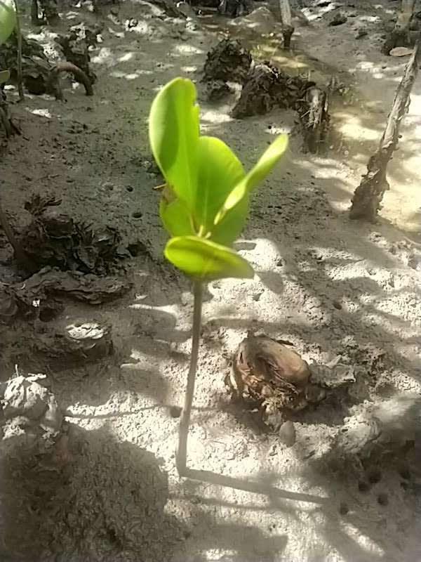 tree image