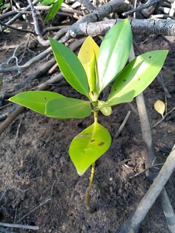 tree image