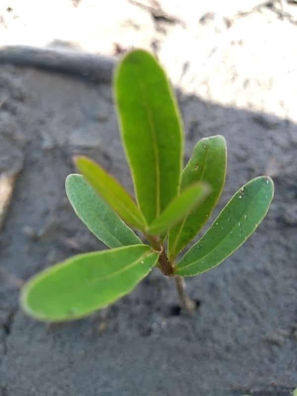 tree image