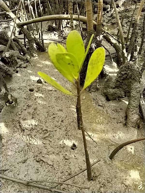 tree image