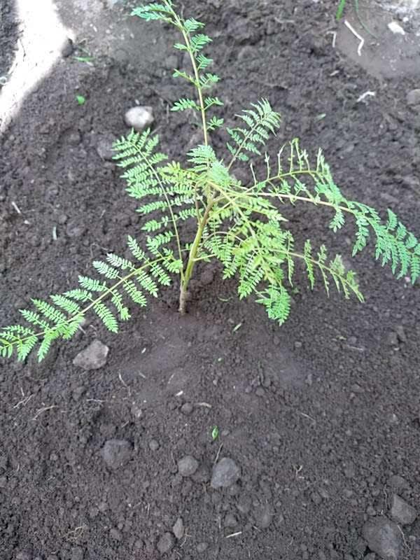 tree image