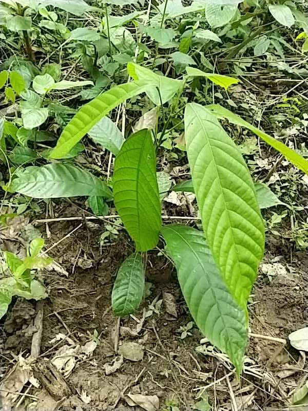 tree image