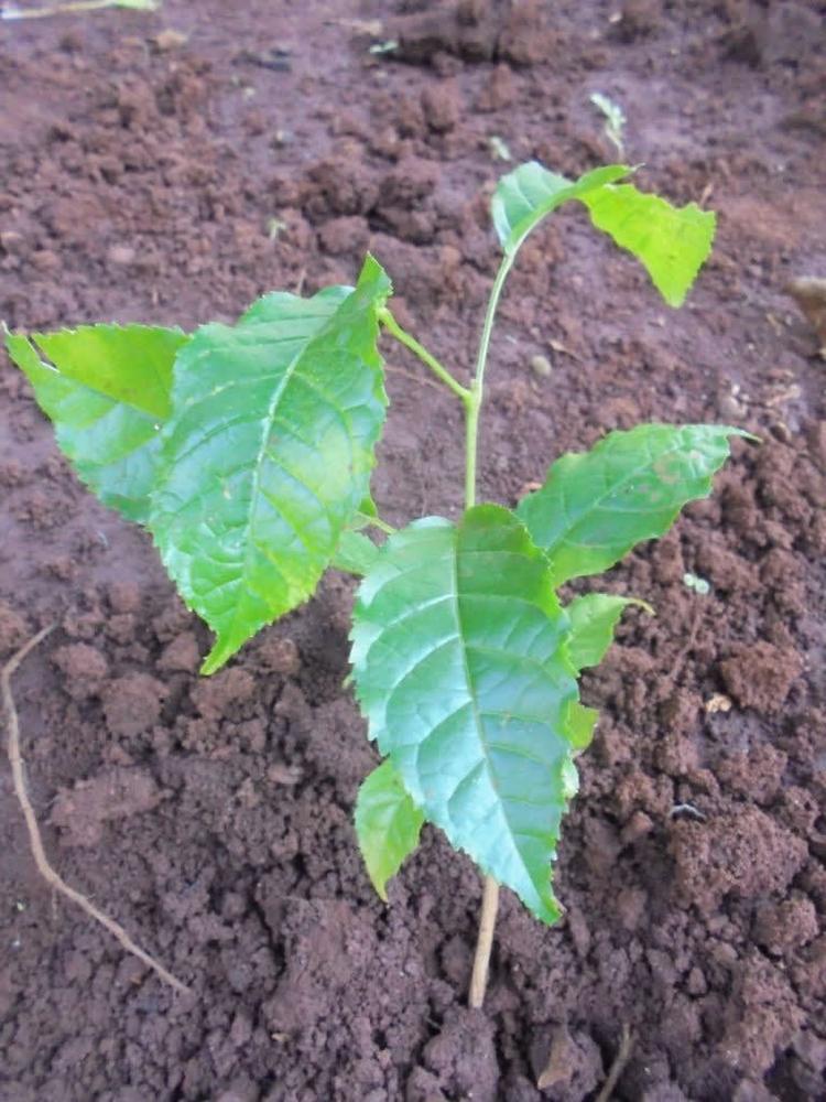 tree image