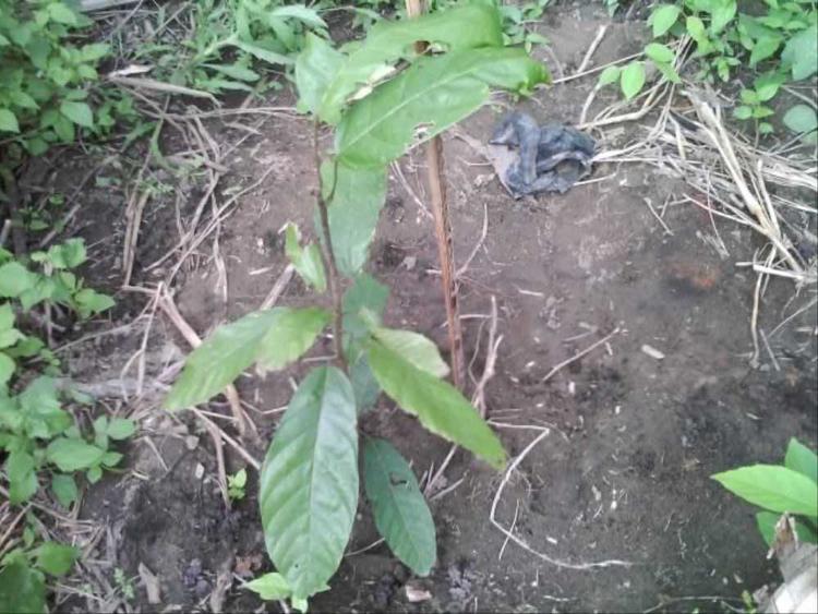 tree image