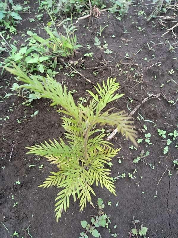 tree image
