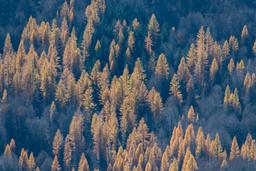 Foresta di Vassili Balocco Photography