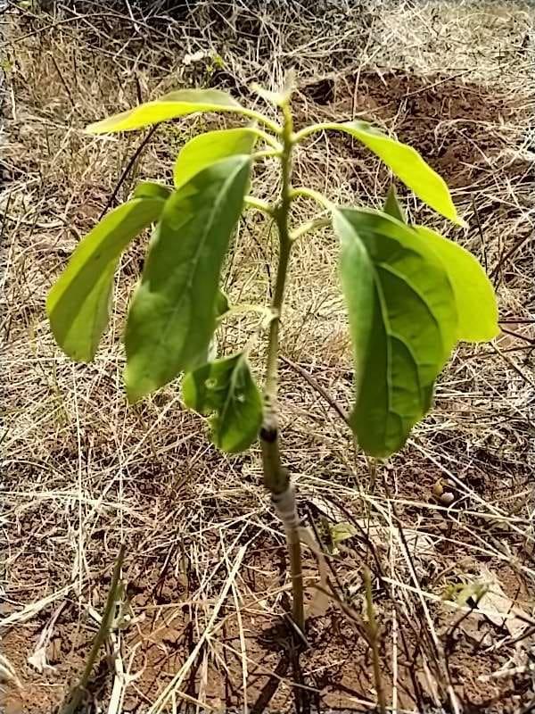 tree image