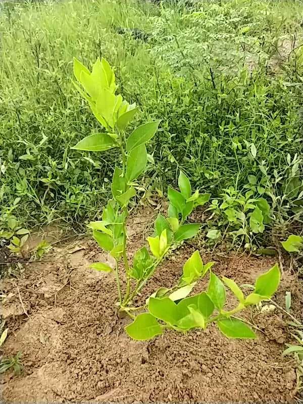 tree image