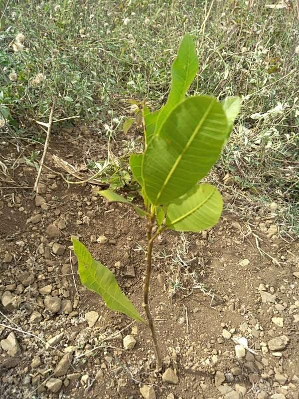 tree image