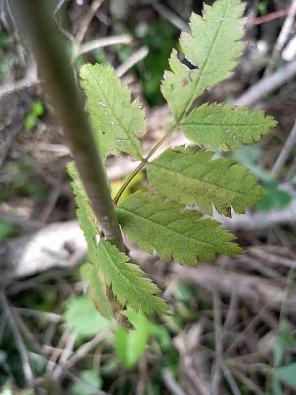 tree image