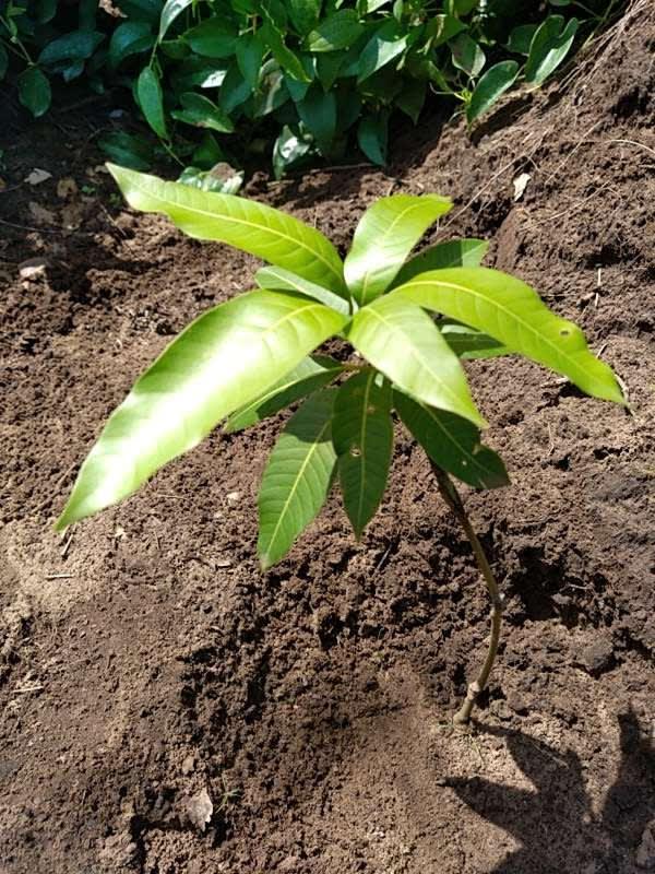 tree image