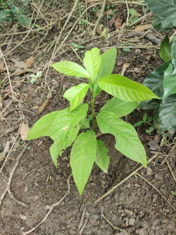 tree image