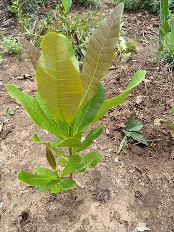 tree image