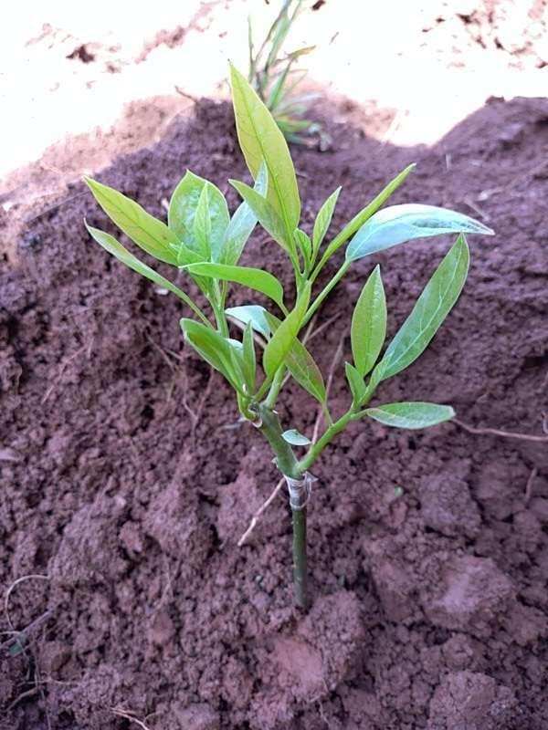 tree image