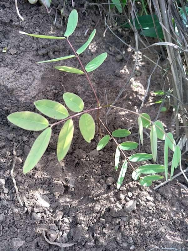 tree image