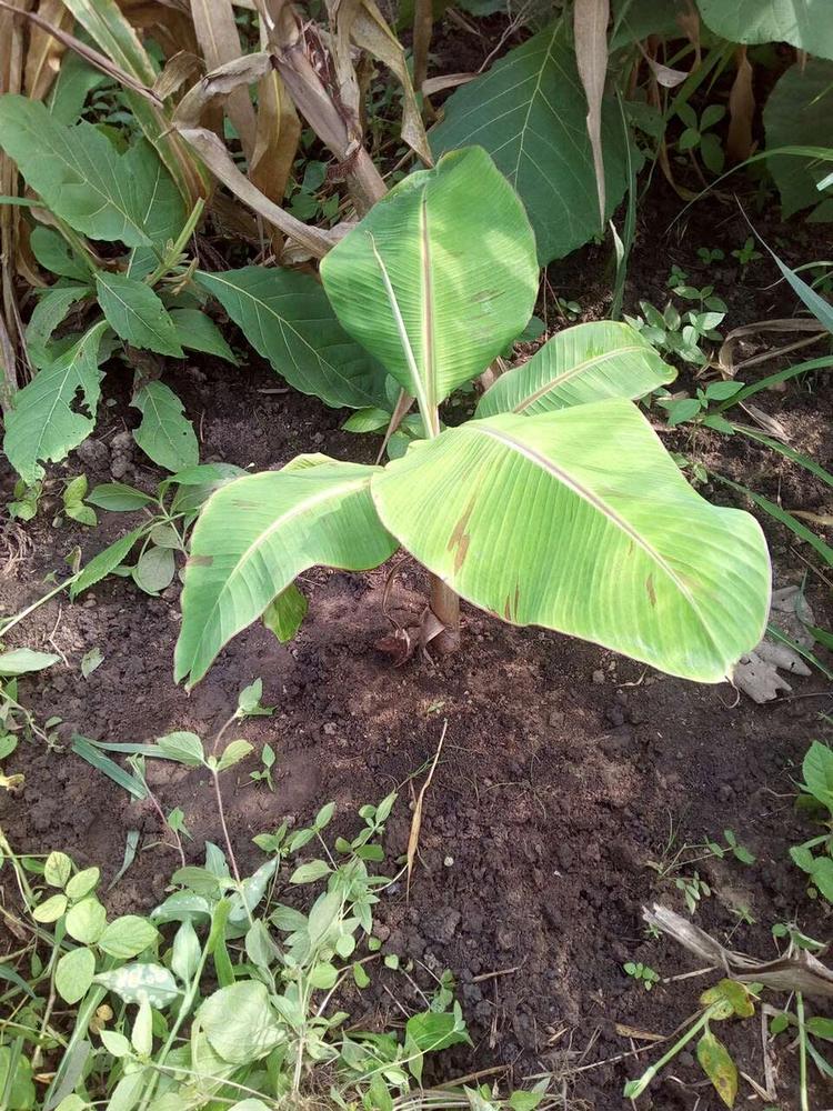 tree image
