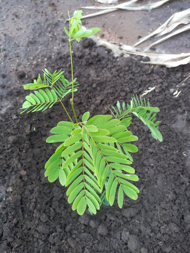 tree image
