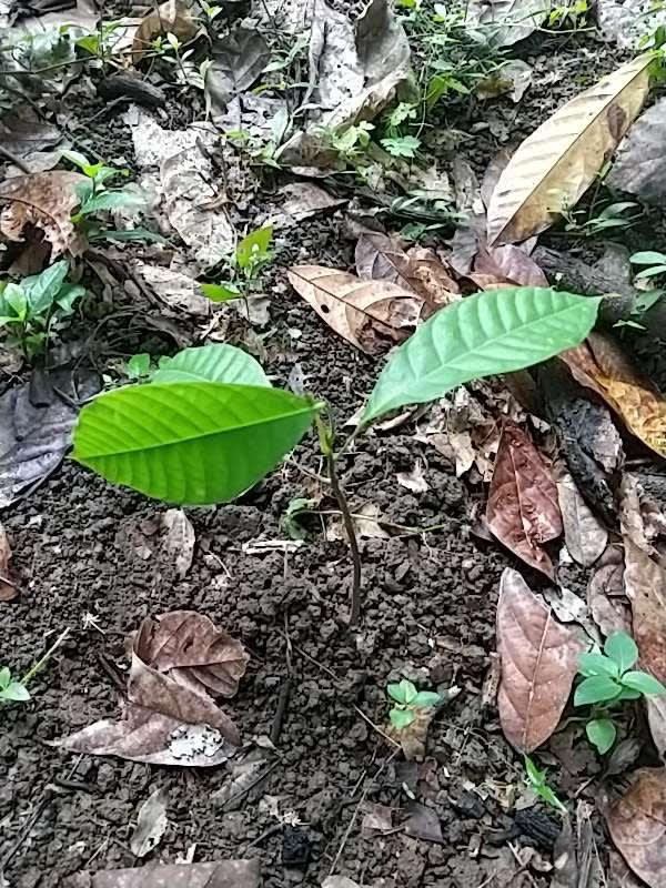 tree image