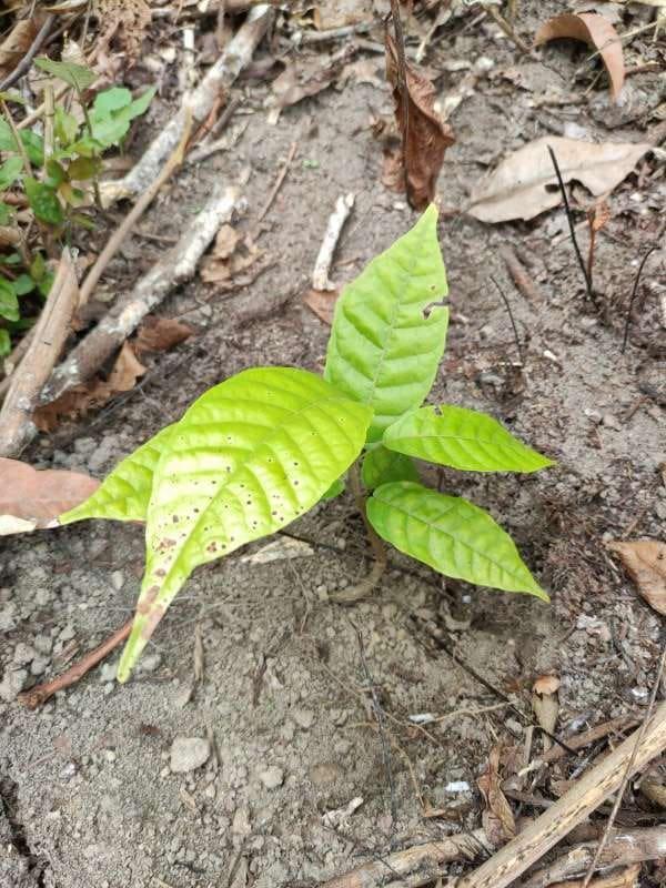 tree image