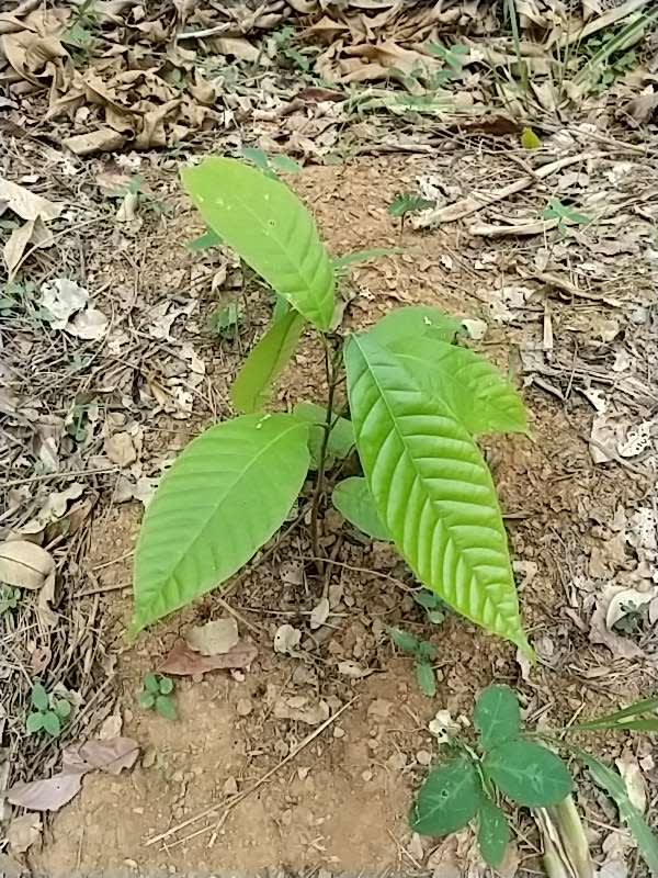 tree image
