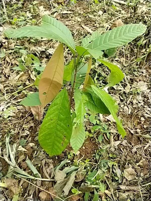 tree image