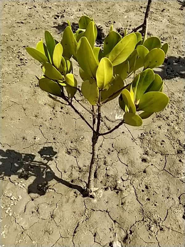 tree image