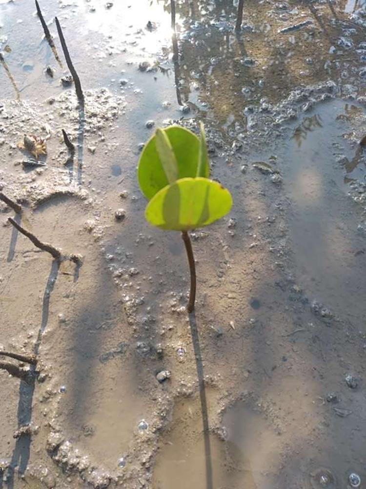 tree image