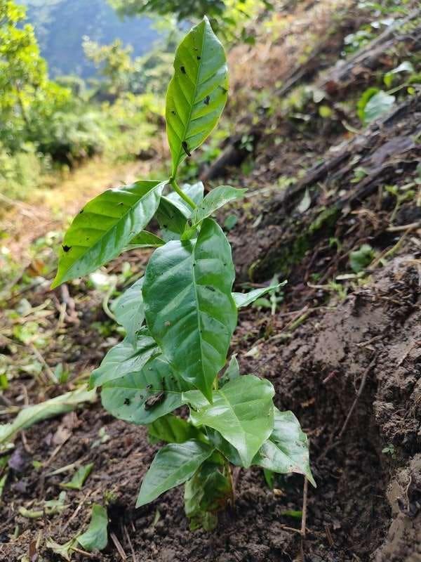 tree image