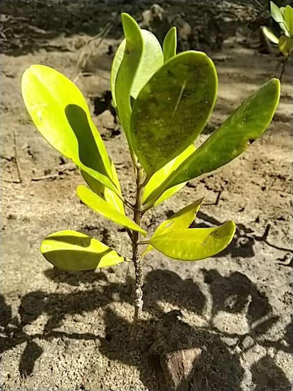 tree image