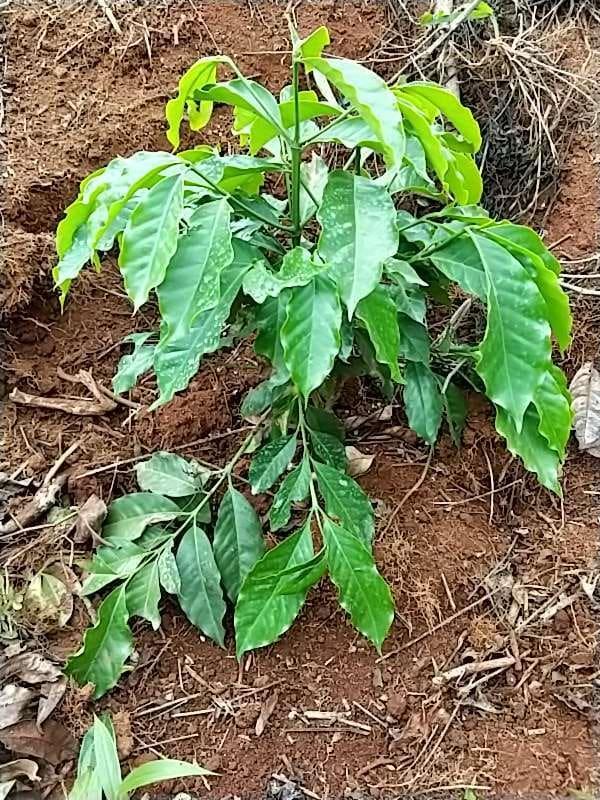 tree image