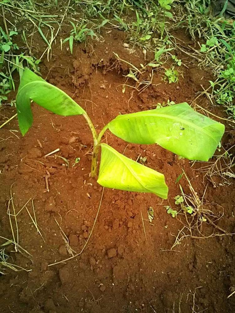 tree image