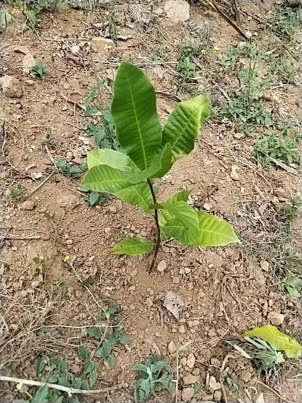 tree image