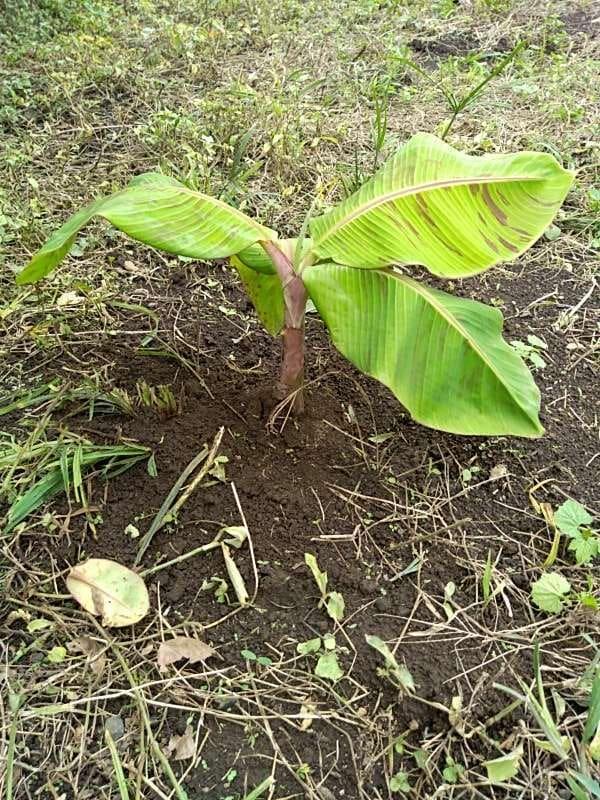 tree image