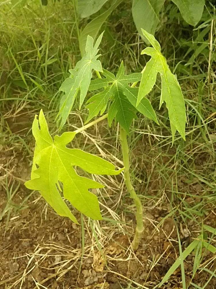 tree image